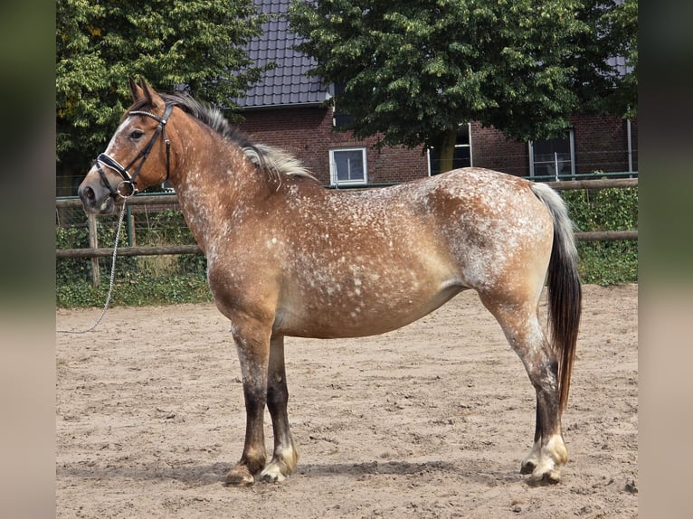 Appaloosa Mare 11 years 15 hh in Someren