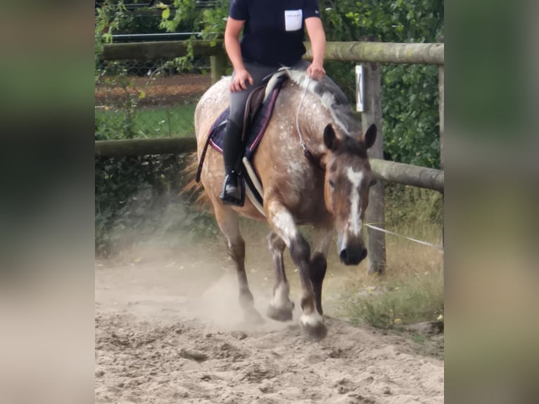 Appaloosa Mare 11 years 15 hh in Someren