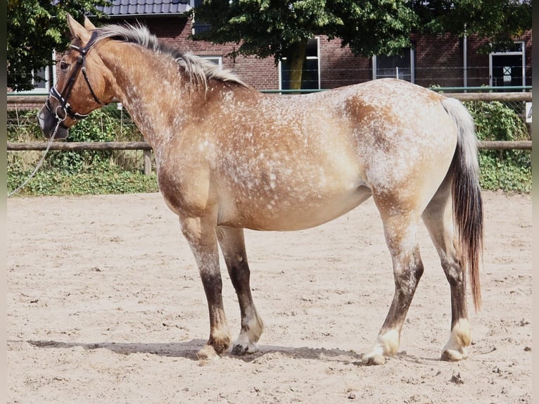 Appaloosa Mare 11 years 15 hh in Someren
