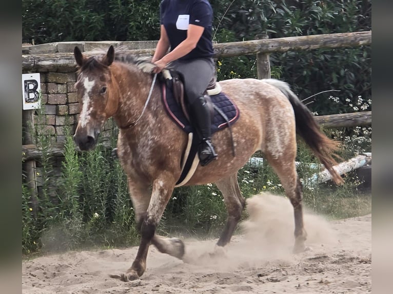 Appaloosa Mare 11 years 15 hh in Someren