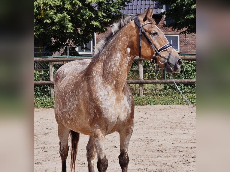 Appaloosa Mare 11 years 15 hh in Someren
