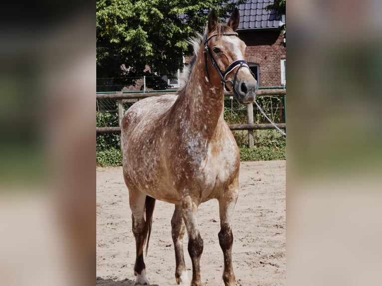 Appaloosa Mare 11 years 15 hh in Someren