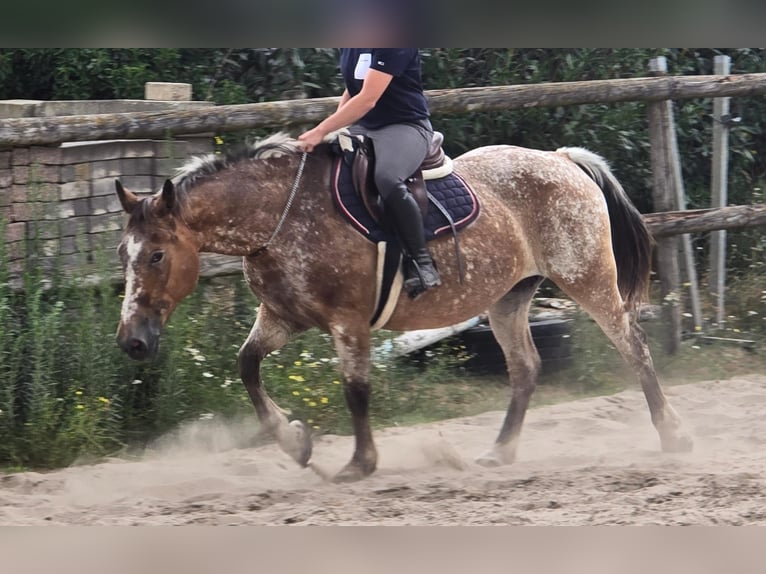 Appaloosa Mare 11 years 15 hh in Someren