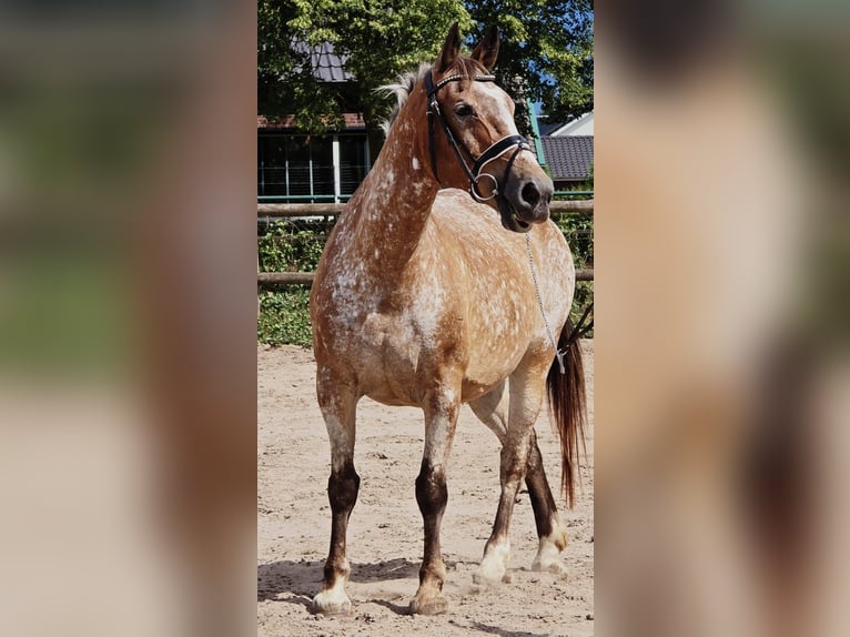 Appaloosa Mare 11 years 15 hh in Someren