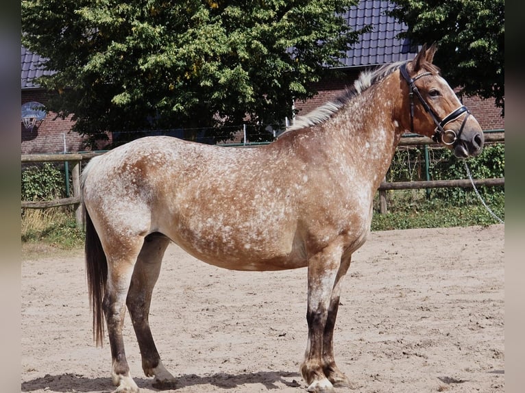 Appaloosa Mare 11 years 15 hh in Someren