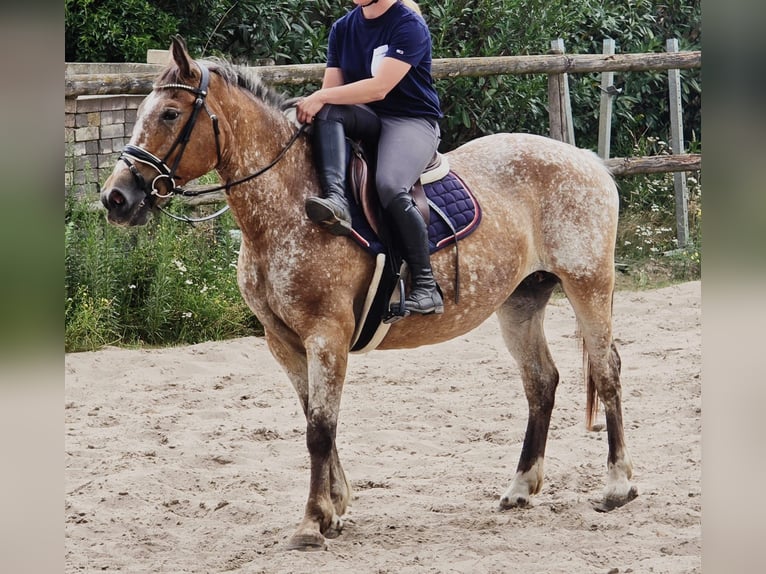 Appaloosa Mare 11 years 15 hh in Someren