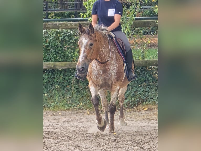 Appaloosa Mare 11 years 15 hh in Someren