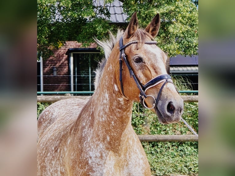 Appaloosa Mare 11 years 15 hh in Someren