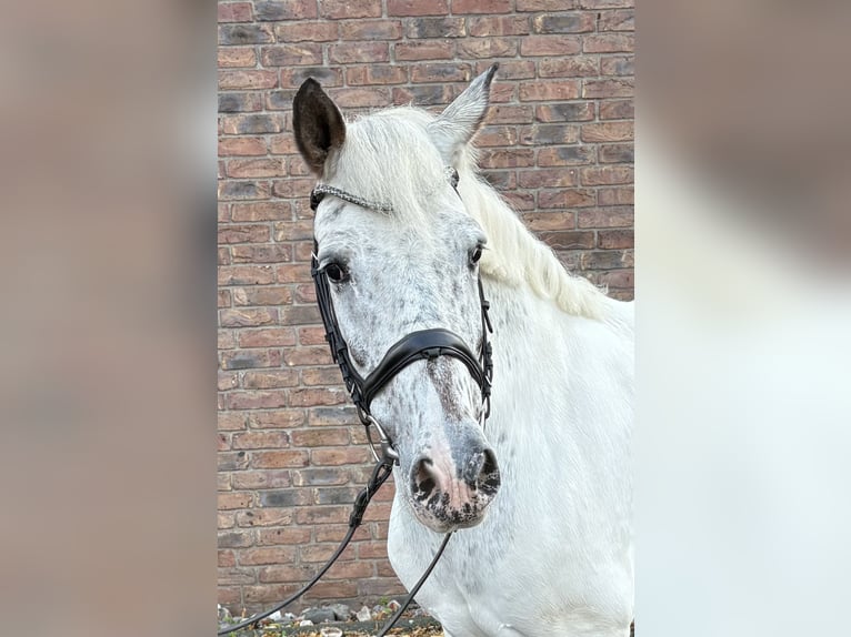 Appaloosa Mare 11 years 15,1 hh Grey-Fleabitten in Niederkassel Appaloosa Mare 11 years 15,1 hh Grey-Fleabitten in Niederkassel