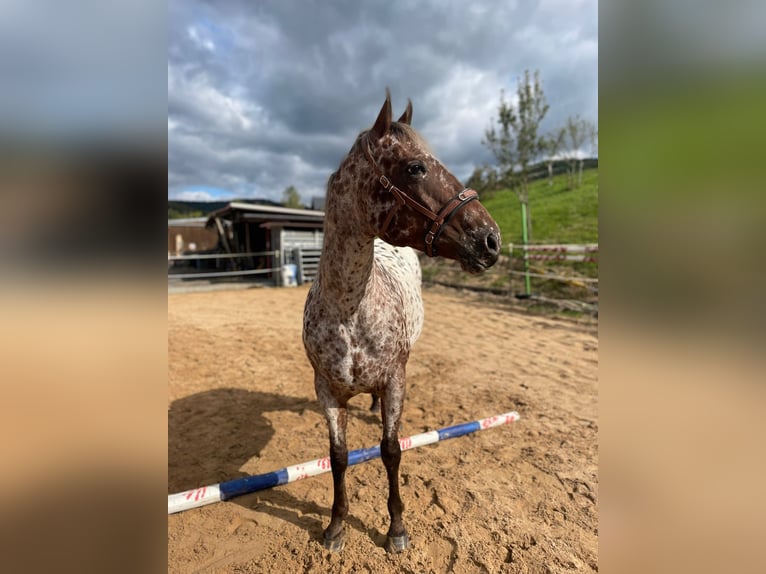 Appaloosa Mare 11 years 15,1 hh Leopard-Piebald in Flörsbachtal