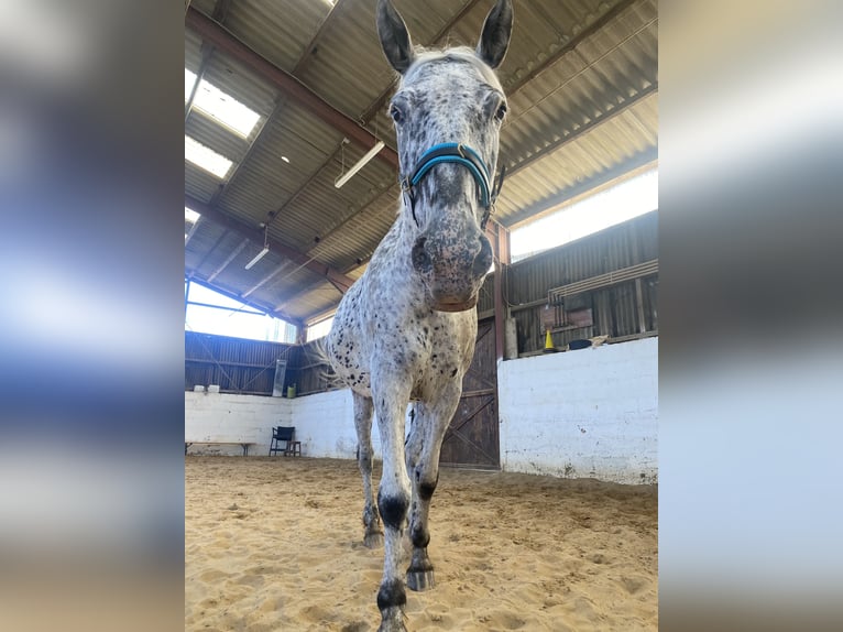 Appaloosa Mix Mare 11 years 16 hh Leopard-Piebald in Neunkirchen-Seelscheid