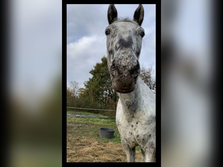 Appaloosa Mix Mare 11 years 16 hh Leopard-Piebald in Neunkirchen-Seelscheid