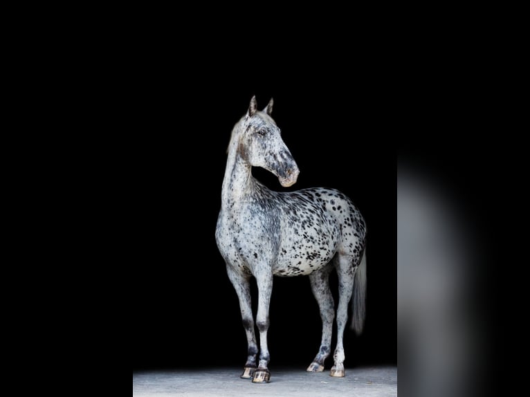 Appaloosa Mix Mare 11 years 16 hh Leopard-Piebald in Neunkirchen-Seelscheid