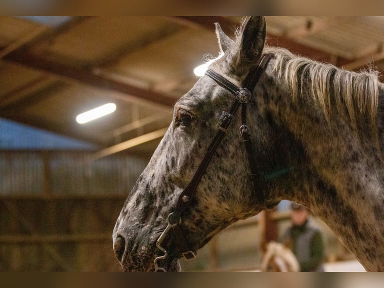 Appaloosa Mix Mare 11 years 16 hh Leopard-Piebald in Neunkirchen-Seelscheid