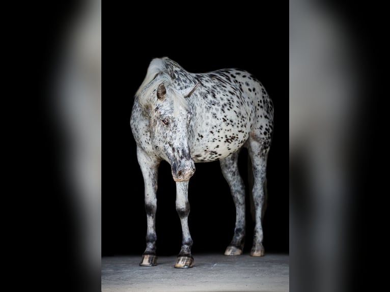 Appaloosa Mix Mare 11 years 16 hh Leopard-Piebald in Neunkirchen-Seelscheid