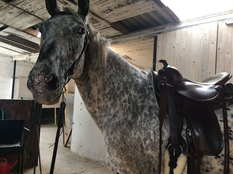 Appaloosa Mix Mare 11 years 16 hh Leopard-Piebald in Neunkirchen-Seelscheid