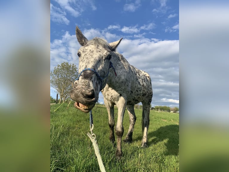 Appaloosa Mix Mare 11 years 16 hh Leopard-Piebald in Neunkirchen-Seelscheid