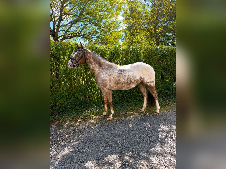 Appaloosa Mare 11 years  in Berschweiler bei Kirn