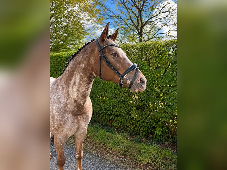 Appaloosa Mare 11 years  in Berschweiler bei Kirn