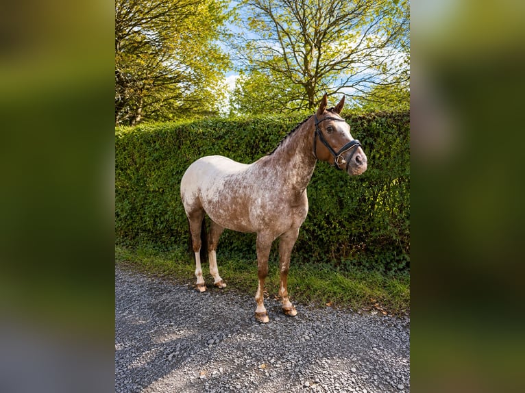 Appaloosa Mare 11 years  in Berschweiler bei Kirn