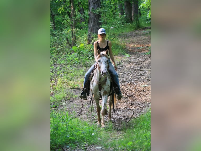Appaloosa Mare 11 years Leopard-Piebald in Atlanta