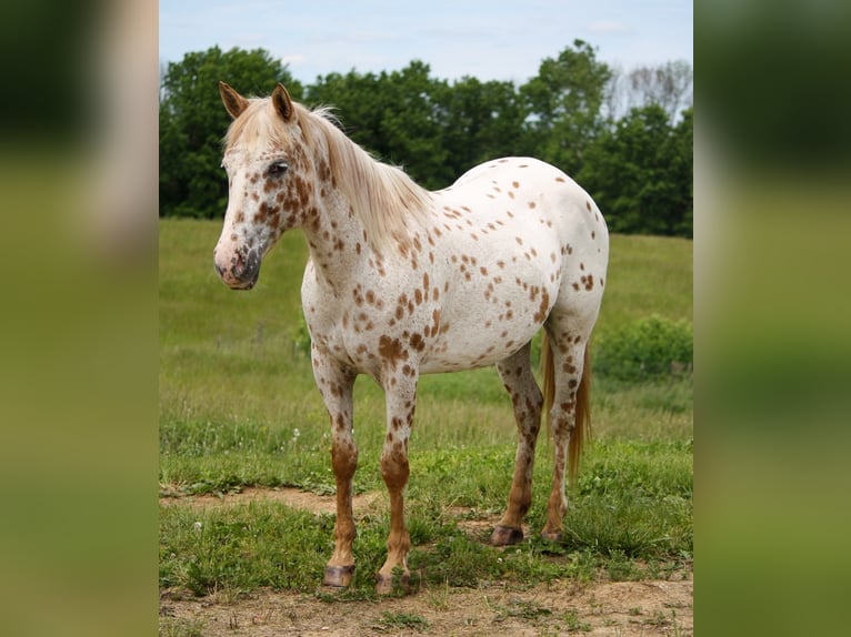 Appaloosa Mare 11 years Leopard-Piebald in Atlanta