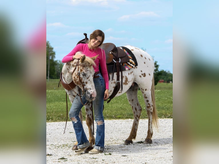 Appaloosa Mare 11 years Leopard-Piebald in Atlanta
