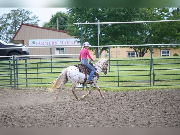 Appaloosa Mare 11 years Leopard-Piebald in Atlanta