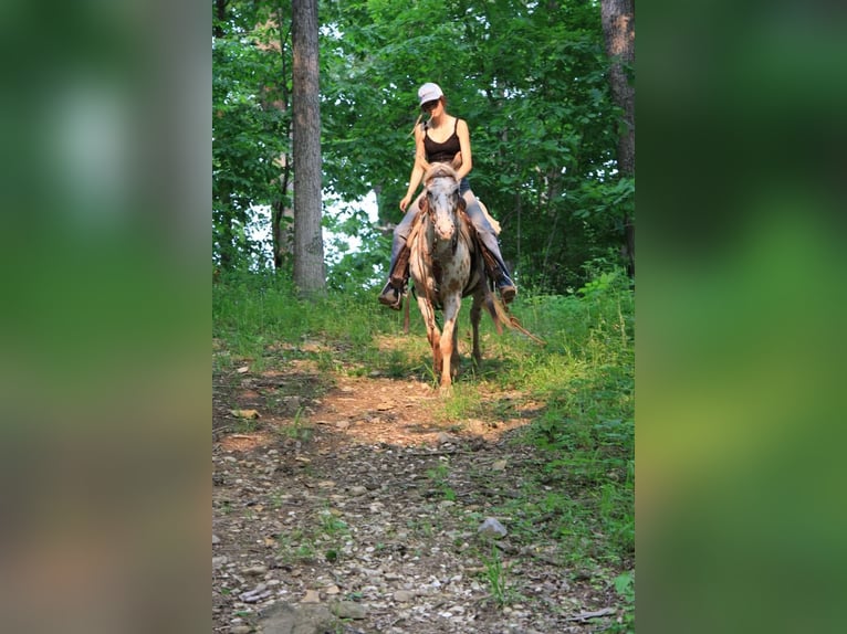 Appaloosa Mare 11 years Leopard-Piebald in Atlanta