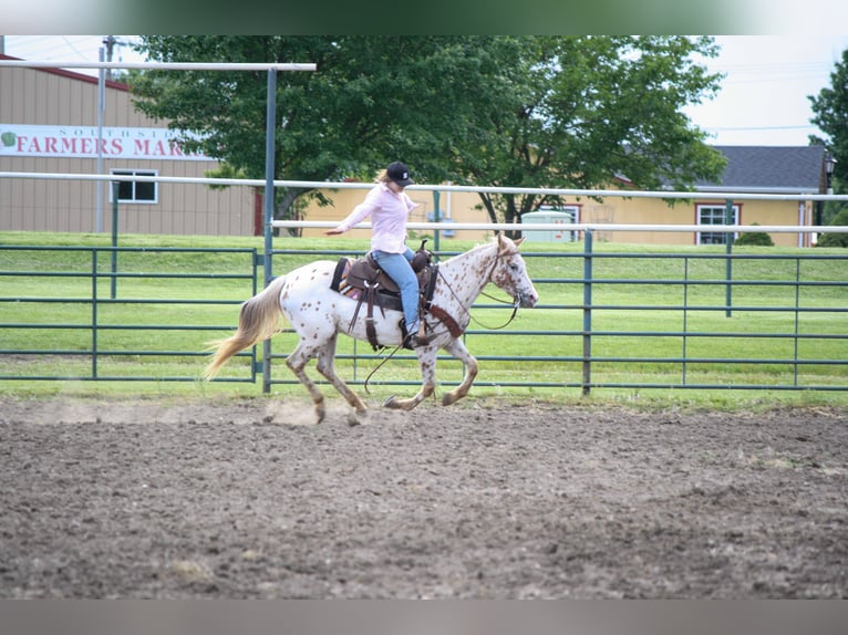 Appaloosa Mare 11 years Leopard-Piebald in Atlanta