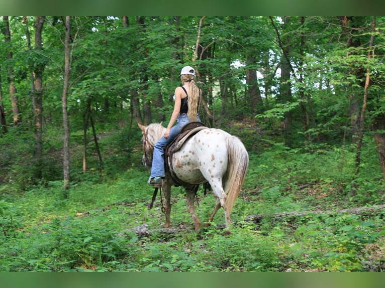 Appaloosa Mare 11 years Leopard-Piebald in Atlanta