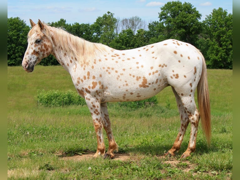 Appaloosa Mare 11 years Leopard-Piebald in Atlanta