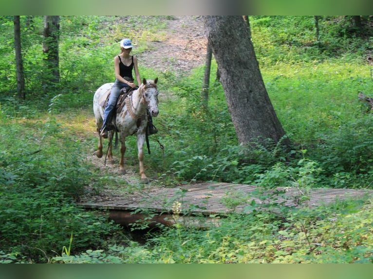 Appaloosa Mare 11 years Leopard-Piebald in Atlanta