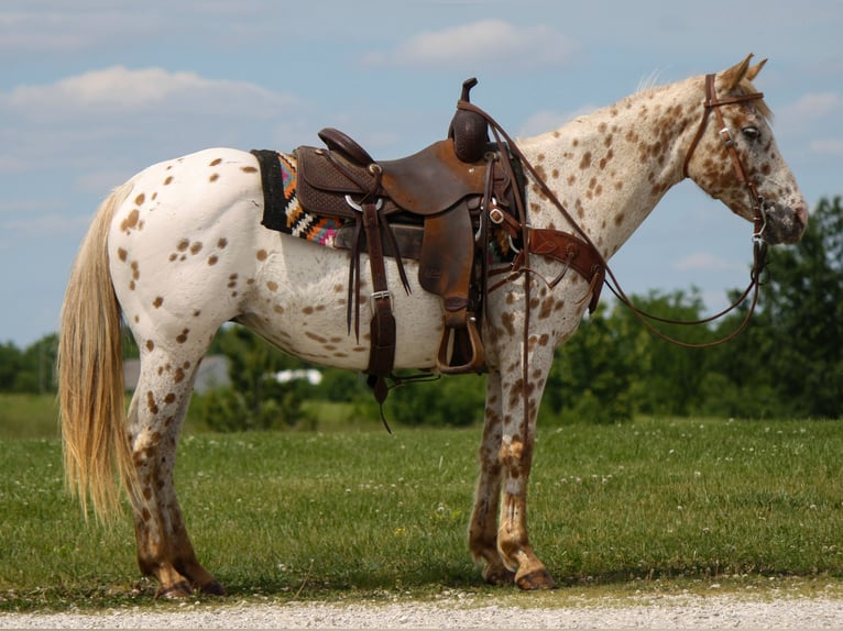 Appaloosa Mare 11 years Leopard-Piebald in Atlanta