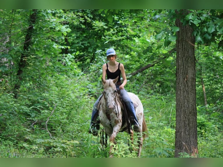 Appaloosa Mare 11 years Leopard-Piebald in Atlanta