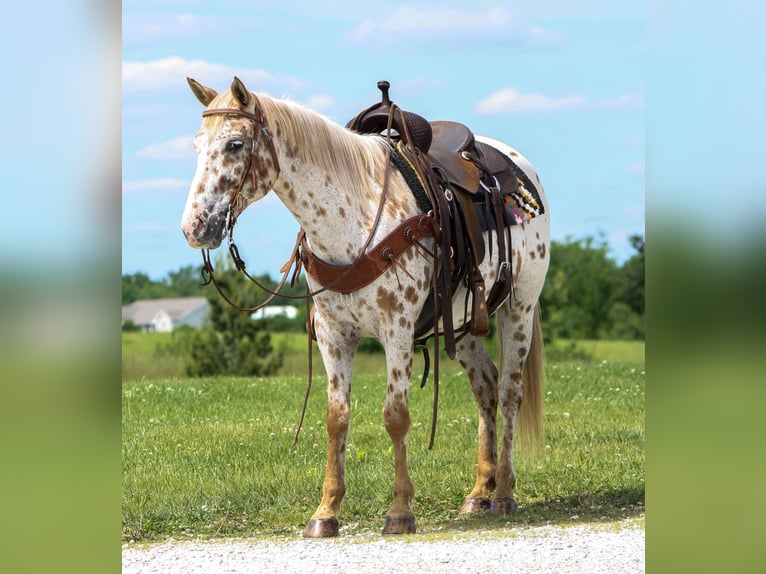 Appaloosa Mare 11 years Leopard-Piebald in Atlanta