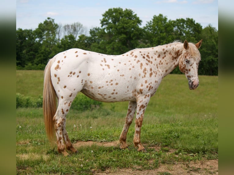 Appaloosa Mare 11 years Leopard-Piebald in Atlanta