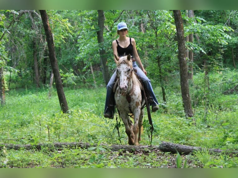 Appaloosa Mare 11 years Leopard-Piebald in Atlanta