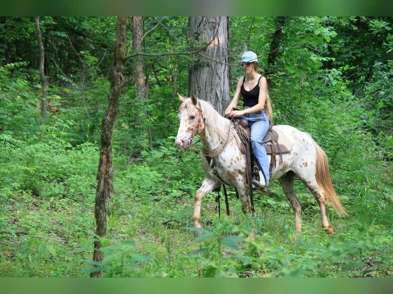 Appaloosa Mare 11 years Leopard-Piebald in Atlanta