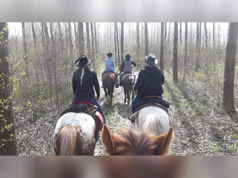 Appaloosa Mare 12 years 14,3 hh Chestnut in Tesedikovo