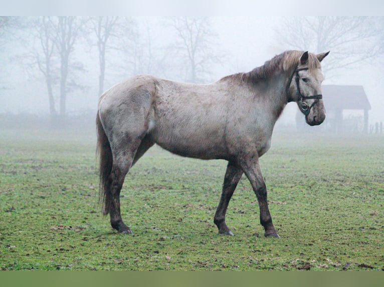 Appaloosa Mix Mare 12 years 15,1 hh Leopard-Piebald in Tubbergen