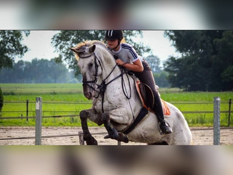 Appaloosa Mix Mare 12 years 15,1 hh Leopard-Piebald in Tubbergen