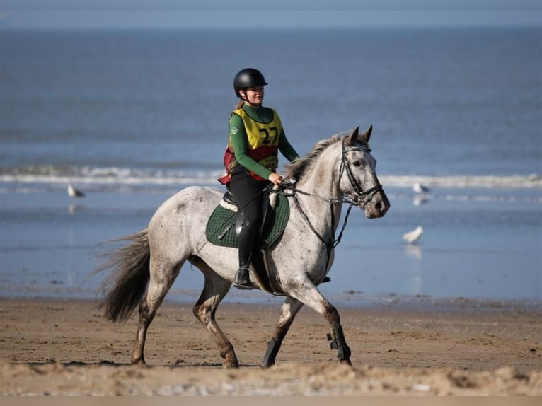 Appaloosa Mix Mare 12 years 15,1 hh Leopard-Piebald in Tubbergen