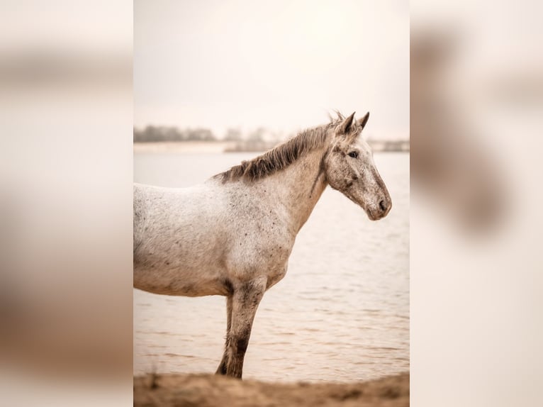 Appaloosa Mix Mare 12 years 15,1 hh Leopard-Piebald in Tubbergen