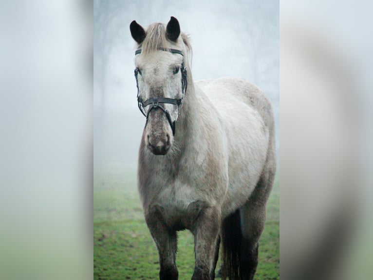 Appaloosa Mix Mare 12 years 15,1 hh Leopard-Piebald in Tubbergen