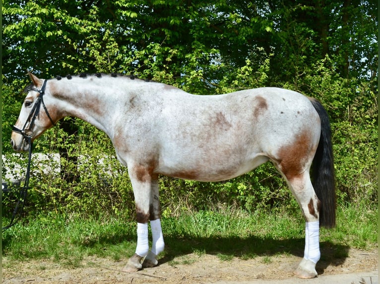 Appaloosa Mare 12 years 15.2 hh Leopard-Piebald in Würzburg
