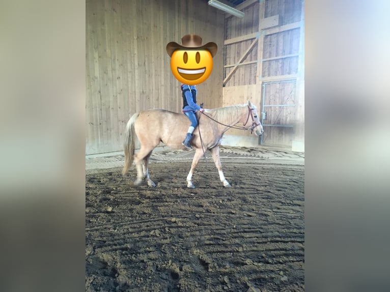 Appaloosa Mare 12 years 15 hh Palomino in TammTamm