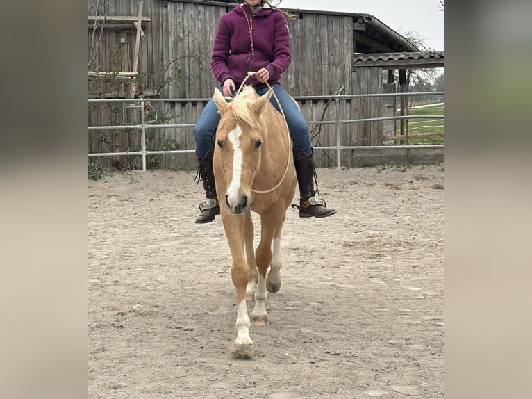 Appaloosa Mare 12 years 15 hh Palomino in TammTamm