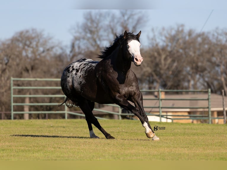 Appaloosa Mare 12 years 16.1 hh Black in Whitesboro