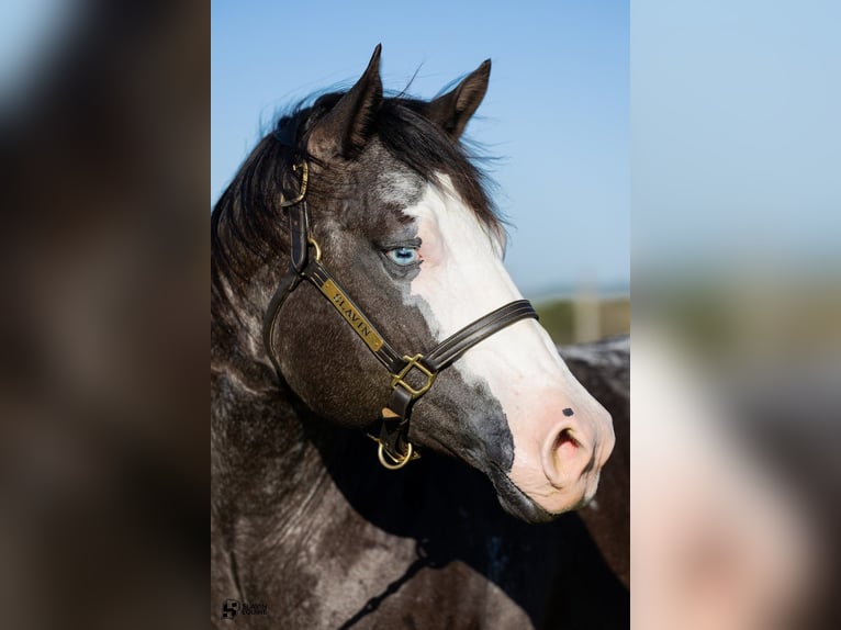 Appaloosa Mare 12 years 16,1 hh Black in Whitesboro